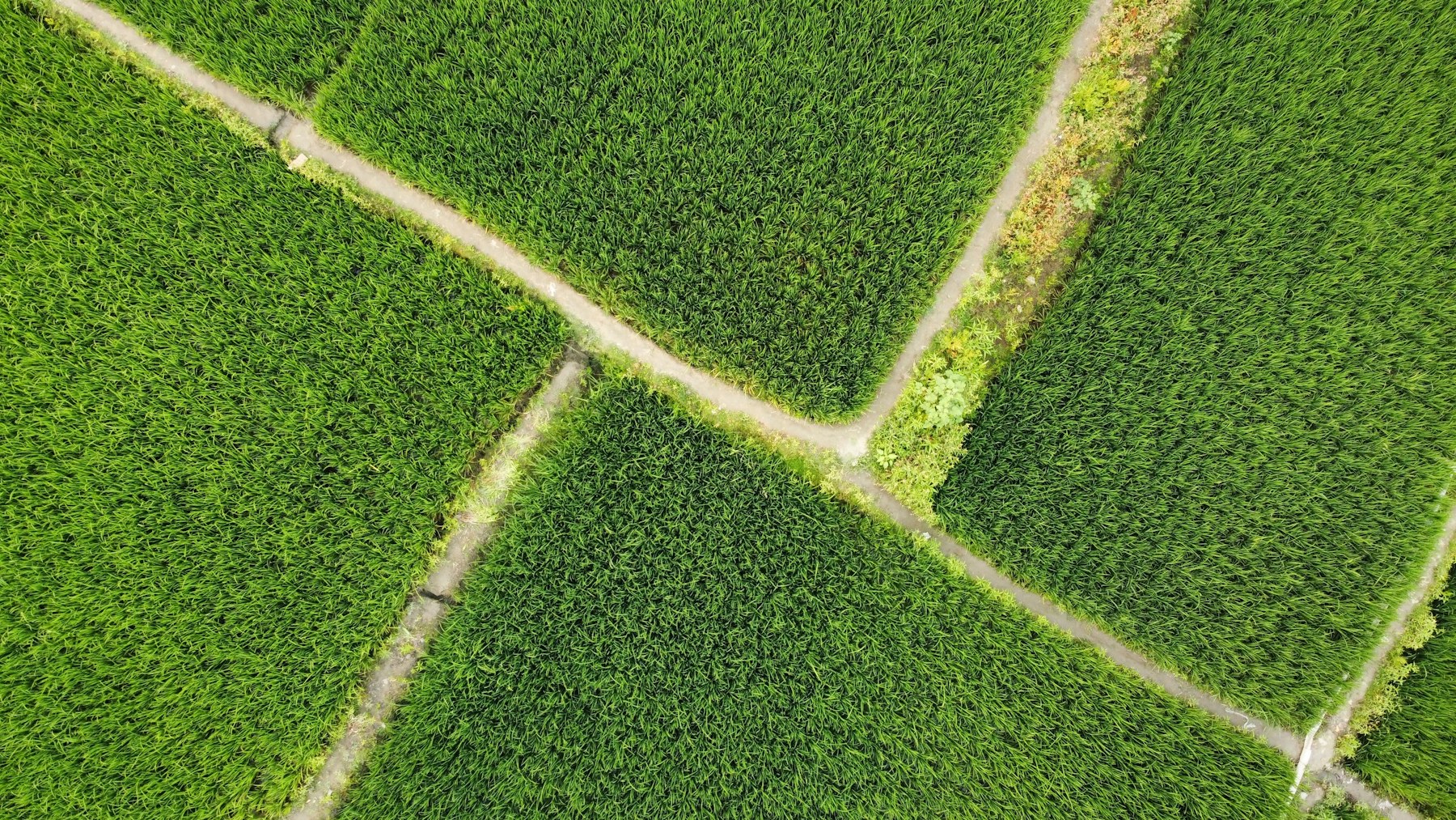 Illustrative imagery for A place to begin in Purbachal